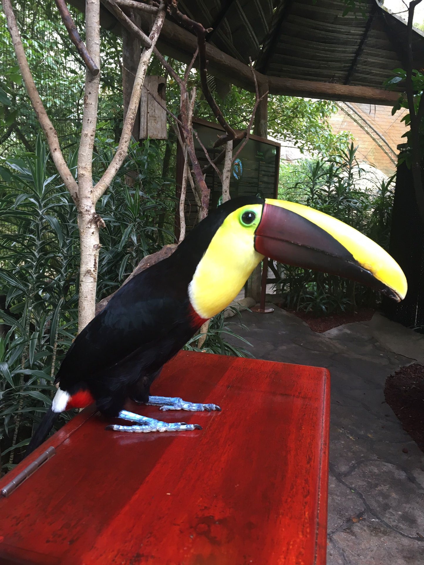Nature Therapy & Medicinal Fungi In Costa Rica - Wednesday, June 24th -28th