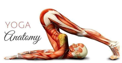 Anatomy & Physiology open for all | 2 Parts • Sept 5 & 19 • 9:30 AM–5 PM